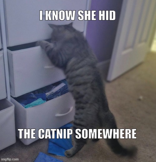 Catnip fail | I KNOW SHE HID; THE CATNIP SOMEWHERE | image tagged in cats,cat,catnip,funny cat memes,funny cats | made w/ Imgflip meme maker