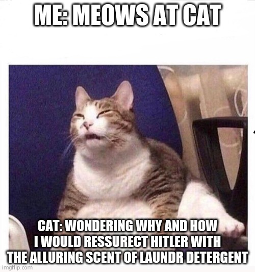 Confused fat cat | ME: MEOWS AT CAT; CAT: WONDERING WHY AND HOW I WOULD RESSURECT HITLER WITH THE ALLURING SCENT OF LAUNDR DETERGENT | image tagged in confused fat cat | made w/ Imgflip meme maker