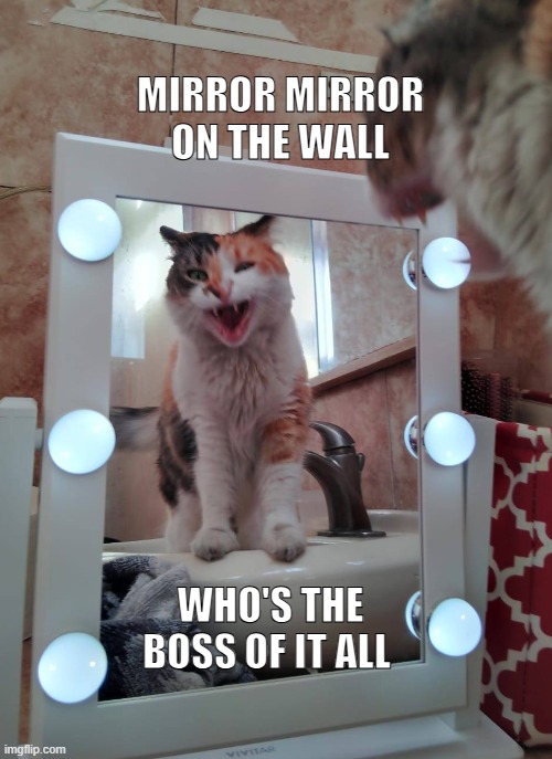 Cat-boss | MIRROR MIRROR ON THE WALL; WHO'S THE BOSS OF IT ALL | image tagged in cats,cat,cat boss,funny cats,cat memes | made w/ Imgflip meme maker