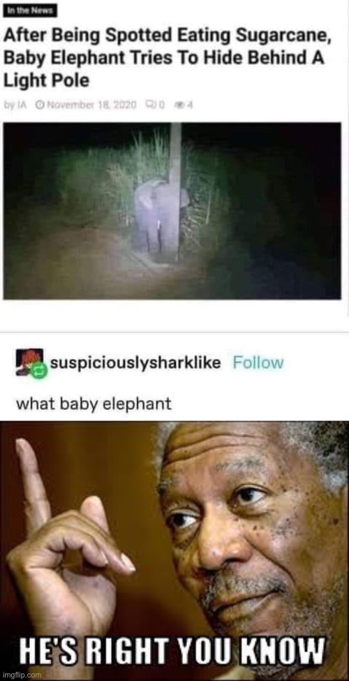 Hidden elephant | image tagged in he's right ya know,elephant,baby,invisible,disguise,hiding | made w/ Imgflip meme maker