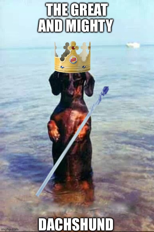 King dachshund | THE GREAT AND MIGHTY; DACHSHUND | image tagged in dachshund | made w/ Imgflip meme maker