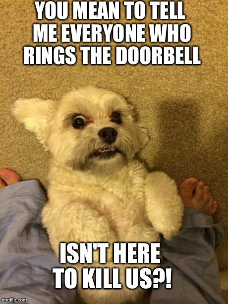 Shocked | YOU MEAN TO TELL ME EVERYONE WHO RINGS THE DOORBELL ISN'T HERE TO KILL US?! | image tagged in dogs,animals,shocked,confused,crazy dawg | made w/ Imgflip meme maker