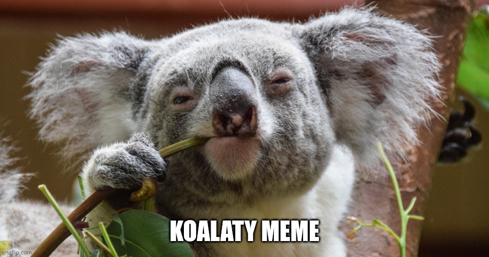 Koalaty Meme | KOALATY MEME | image tagged in koalaty meme | made w/ Imgflip meme maker