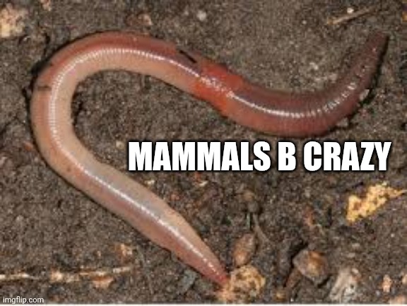 earthworm | MAMMALS B CRAZY | image tagged in earthworm | made w/ Imgflip meme maker