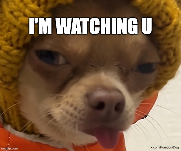 Pomponi the Dog | I'M WATCHING U | image tagged in pomponi the dog,pomponi,chihuahua,dog,puppy | made w/ Imgflip meme maker