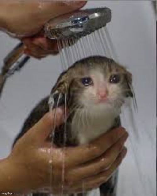 sad cat in shower | image tagged in sad cat in shower | made w/ Imgflip meme maker