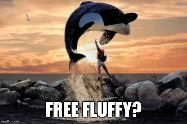 Orca | FREE FLUFFY? | image tagged in free willy blank | made w/ Imgflip meme maker