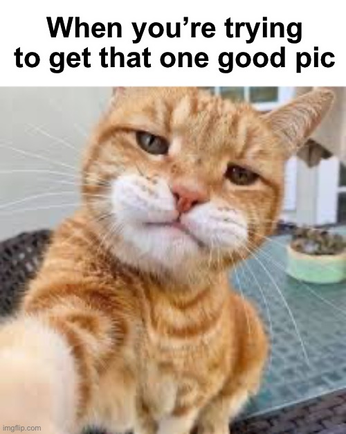 Cat photoshoot | When you’re trying to get that one good pic | image tagged in memes,funny,cats | made w/ Imgflip meme maker