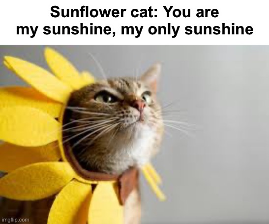 Sunflower cat | Sunflower cat: You are my sunshine, my only sunshine | image tagged in memes,funny,cats | made w/ Imgflip meme maker