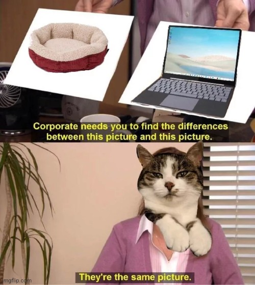 Same picture | image tagged in memes,they're the same picture,computer,bed,cats,cat | made w/ Imgflip meme maker