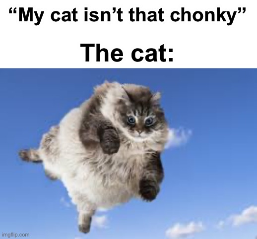 Big cat | “My cat isn’t that chonky”; The cat: | image tagged in memes,funny,cats | made w/ Imgflip meme maker