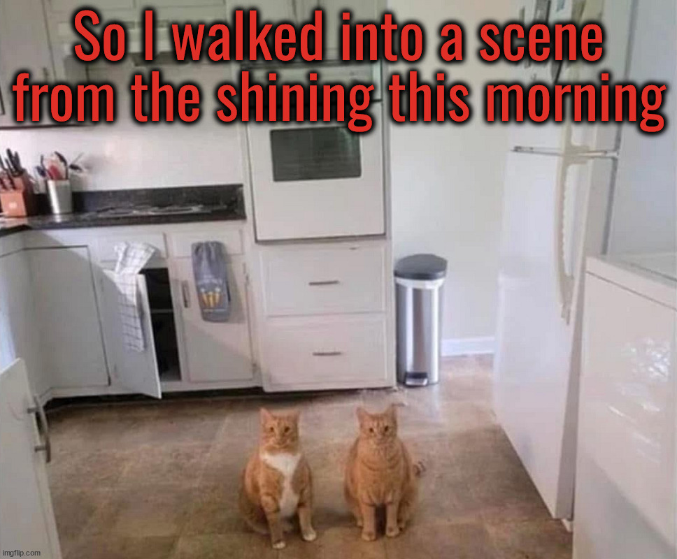 Freaked me out | So I walked into a scene from the shining this morning | image tagged in cats | made w/ Imgflip meme maker