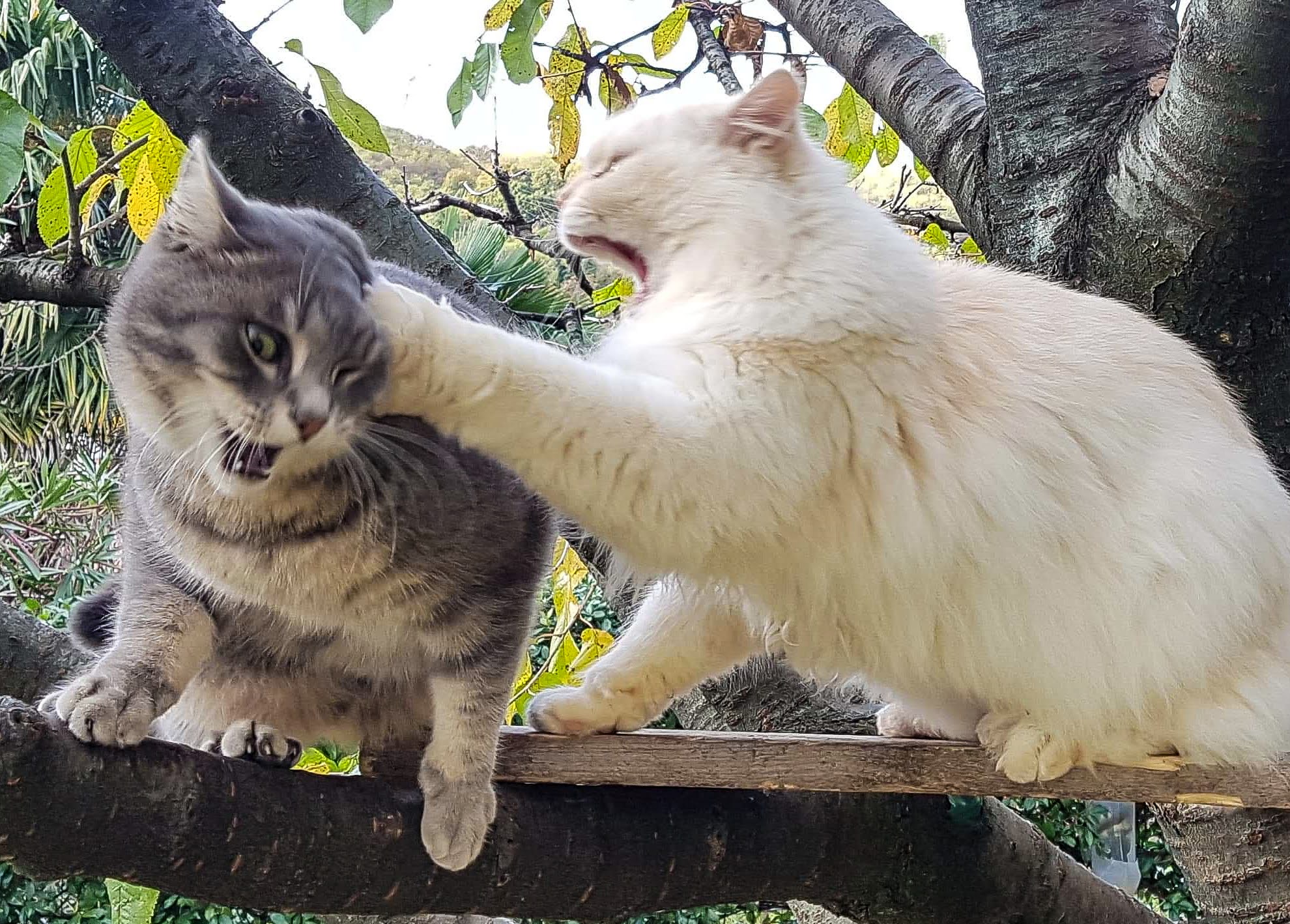 two cats figting Blank Meme Template