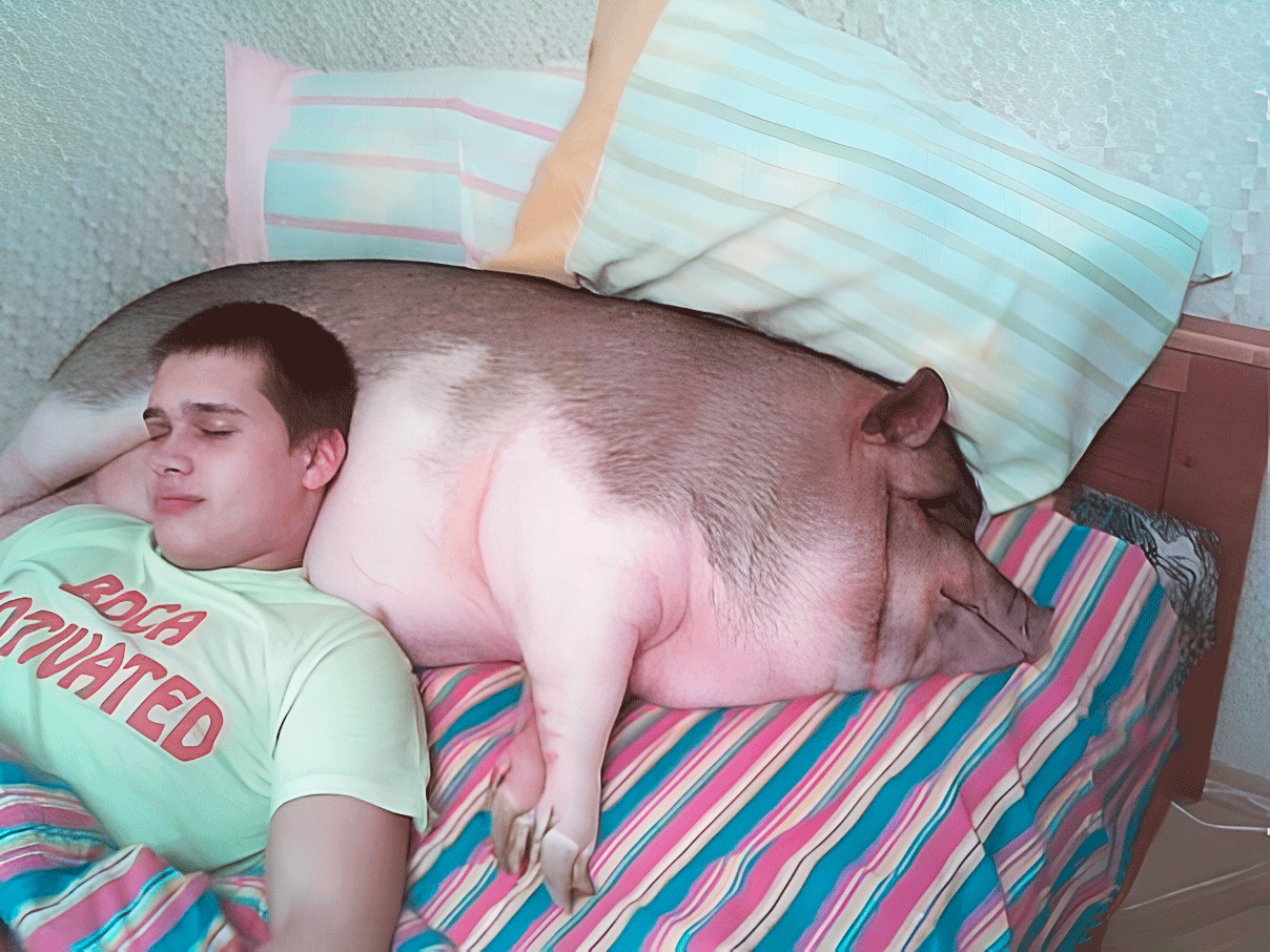 guy sleeping with pig on bed Blank Meme Template