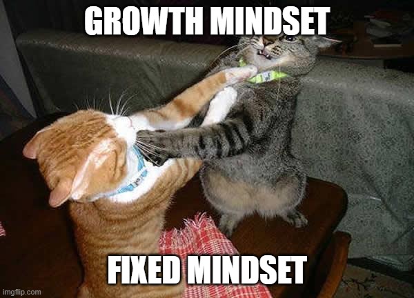 Fight mindset | GROWTH MINDSET; FIXED MINDSET | image tagged in two cats fighting for real | made w/ Imgflip meme maker