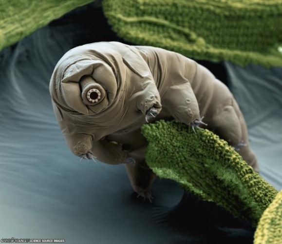 tardigrade | image tagged in tardigrade | made w/ Imgflip meme maker
