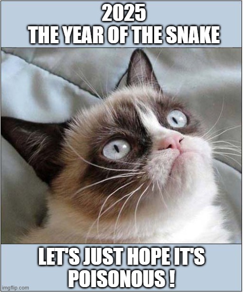 Unhappy Chinese New Year ! | 2025
THE YEAR OF THE SNAKE; LET'S JUST HOPE IT'S
POISONOUS ! | image tagged in cats,grumpy cat,chinese new year,snake | made w/ Imgflip meme maker