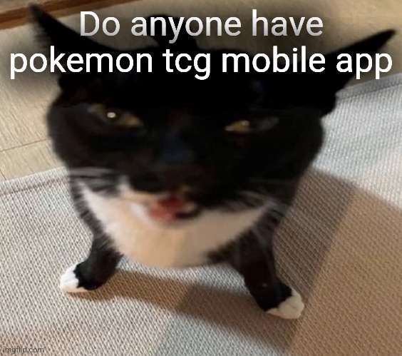 Cat of anger | Do anyone have pokemon tcg mobile app | image tagged in cat of anger | made w/ Imgflip meme maker