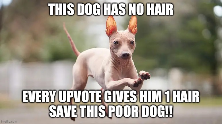 THIS DOG HAS NO HAIR; EVERY UPVOTE GIVES HIM 1 HAIR
SAVE THIS POOR DOG!! | image tagged in dog,sad | made w/ Imgflip meme maker