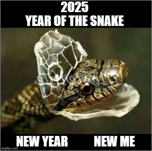 Happy Chinese New Year ! | 2025
YEAR OF THE SNAKE; NEW YEAR           NEW ME | image tagged in chinese new year,snake,reinvention | made w/ Imgflip meme maker