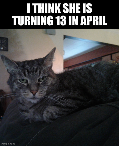 I THINK SHE IS TURNING 13 IN APRIL | image tagged in memes,blank transparent square | made w/ Imgflip meme maker