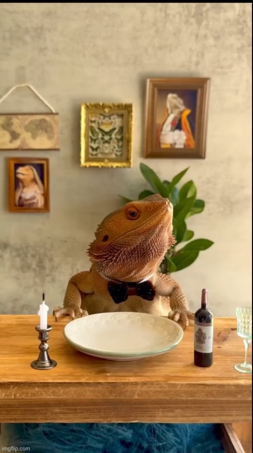 Distinguished lizard | image tagged in distinguished lizard | made w/ Imgflip meme maker