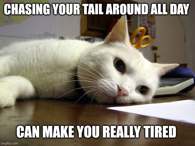 Chasing Tail | CHASING YOUR TAIL AROUND ALL DAY; CAN MAKE YOU REALLY TIRED | image tagged in annoyed tired bored cat,funny memes | made w/ Imgflip meme maker