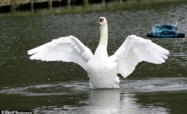 swan | image tagged in swan | made w/ Imgflip meme maker