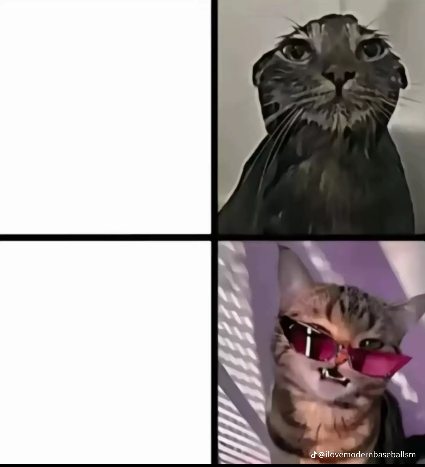 Crazy Crazy cat Blank Meme Template