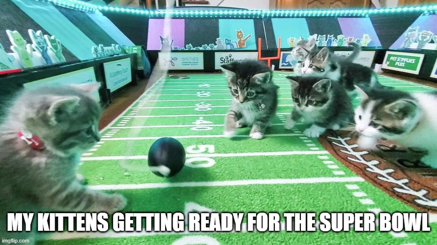 memes by Brad - my kittens getting ready for the Super Bowl  - humor - | MY KITTENS GETTING READY FOR THE SUPER BOWL | image tagged in funny,cats,football,kittens,super bowl,humor | made w/ Imgflip meme maker