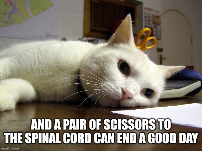 Annoyed tired bored cat  | AND A PAIR OF SCISSORS TO THE SPINAL CORD CAN END A GOOD DAY | image tagged in annoyed tired bored cat | made w/ Imgflip meme maker