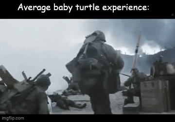 sushi | Average baby turtle experience: | image tagged in gifs,memes,stop reading the tags | made w/ Imgflip video-to-gif maker
