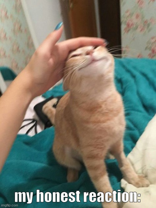 Orange Cat Being Pet | my honest reaction: | image tagged in orange cat being pet | made w/ Imgflip meme maker