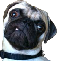 Confused pug Meme Template