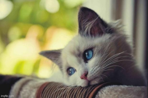 Sad cat | image tagged in sad cat | made w/ Imgflip meme maker