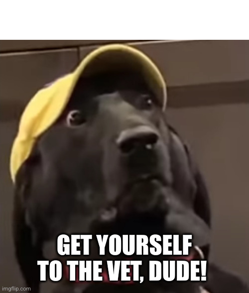 A Very Concerned Dog.. | GET YOURSELF TO THE VET, DUDE! | image tagged in a very concerned dog | made w/ Imgflip meme maker