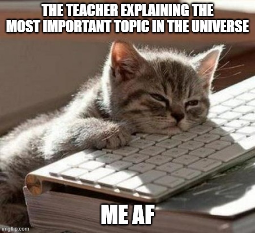 Couldn't sleep yesterday | THE TEACHER EXPLAINING THE MOST IMPORTANT TOPIC IN THE UNIVERSE; ME AF | image tagged in tired cat,teachers,sleep | made w/ Imgflip meme maker