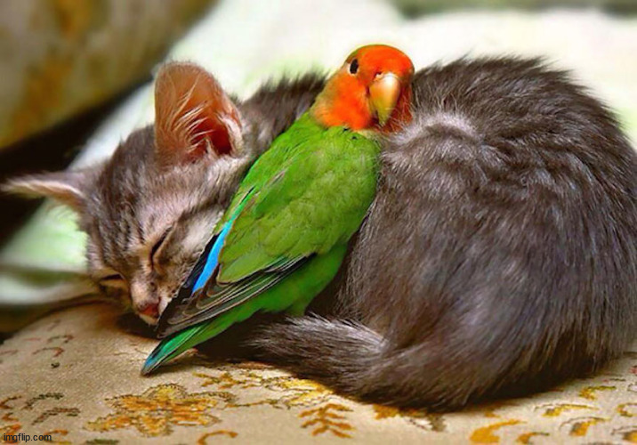 Kitty Bird Cuddles | image tagged in kitty bird cuddles,kitty,bird,cat,sleeping,cuddling | made w/ Imgflip meme maker