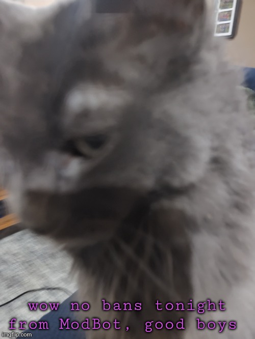 . | wow no bans tonight from ModBot, good boys | image tagged in 32's cat | made w/ Imgflip meme maker