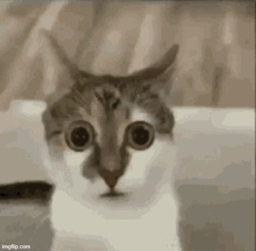 Wide eye cat gif | image tagged in wide eye cat gif | made w/ Imgflip meme maker