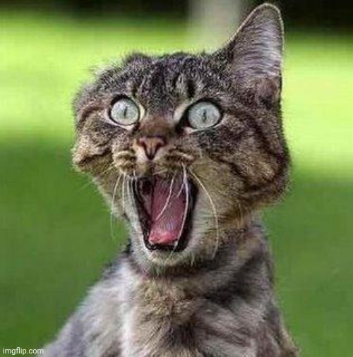 Shocked Cat | image tagged in shocked cat | made w/ Imgflip meme maker