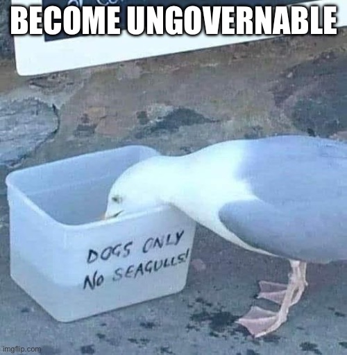 Become ungovernable | BECOME UNGOVERNABLE | image tagged in seagull,dogs,drinking,drink,water | made w/ Imgflip meme maker