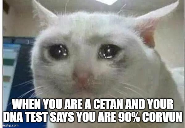 crying cat | WHEN YOU ARE A CETAN AND YOUR DNA TEST SAYS YOU ARE 90% CORVUN | image tagged in crying cat | made w/ Imgflip meme maker