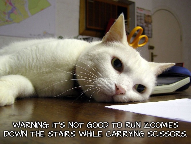 Cautionary Template | WARNING: IT'S NOT GOOD TO RUN ZOOMIES DOWN THE STAIRS WHILE CARRYING SCISSORS. | image tagged in annoyed tired bored cat | made w/ Imgflip meme maker