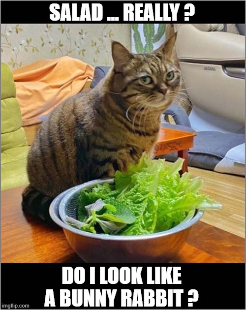 One Unimpressed Cat ! | SALAD ... REALLY ? DO I LOOK LIKE A BUNNY RABBIT ? | image tagged in cats,unimpressed,salad | made w/ Imgflip meme maker