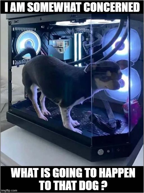 What Is That Machine For ? | I AM SOMEWHAT CONCERNED; WHAT IS GOING TO HAPPEN
TO THAT DOG ? | image tagged in dogs,strange,machine | made w/ Imgflip meme maker