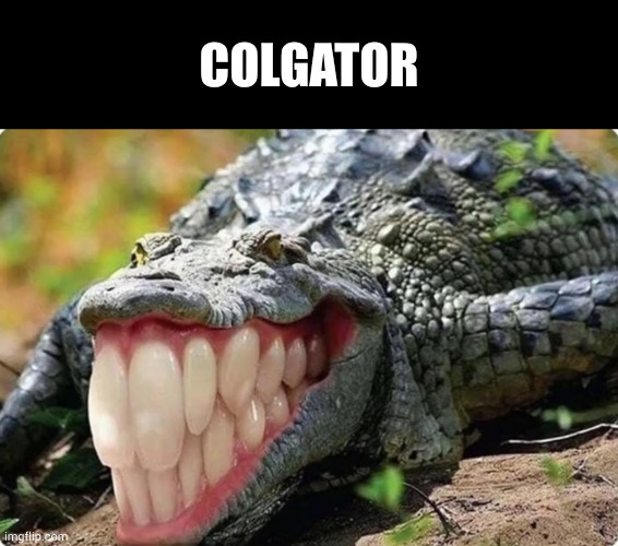 COLGATOR | image tagged in memes,blank transparent square | made w/ Imgflip meme maker