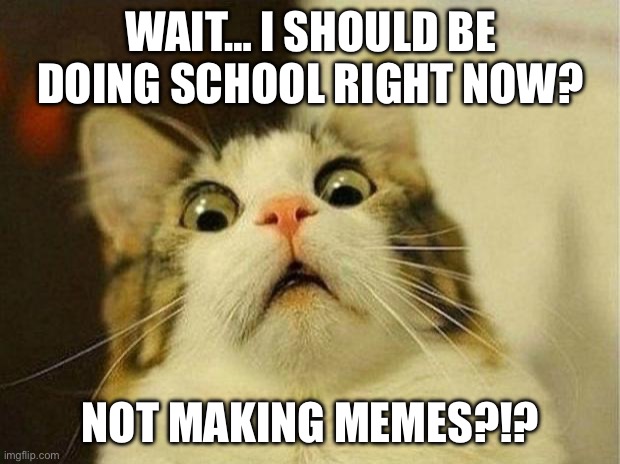 Scared Cat | WAIT… I SHOULD BE DOING SCHOOL RIGHT NOW? NOT MAKING MEMES?!? | image tagged in memes,scared cat | made w/ Imgflip meme maker