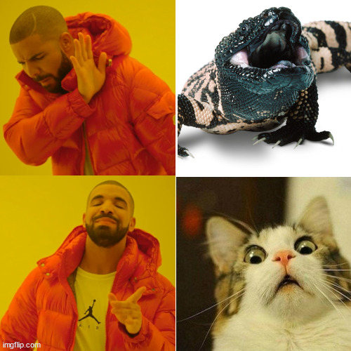 it's funny cause the cat reacts-evaluates too | image tagged in memes,drake hotline bling,cat,gila,react,______ | made w/ Imgflip meme maker