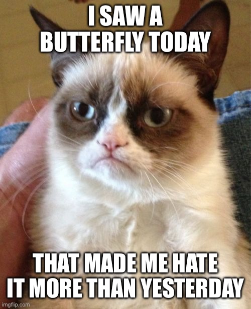 Not impressed by butterfly | I SAW A BUTTERFLY TODAY; THAT MADE ME HATE IT MORE THAN YESTERDAY | image tagged in memes,grumpy cat,butterfly,cat | made w/ Imgflip meme maker